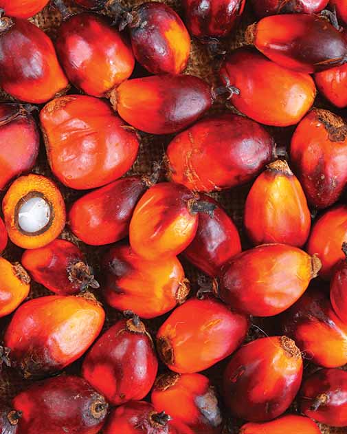 Palm oil kernels