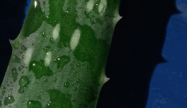 Aloe Barbadensis (Aloe Vera)