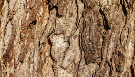 Anogeissus Leiocarpus Bark Extract