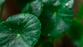 Centella Asiatica Extract