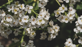 Crambe Abyssinica (Abyssinian) Seed Oil