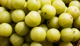 Emblica Officinalis (Amla) Fruit Extract