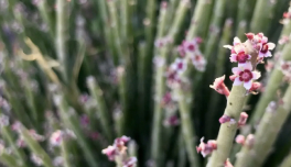 Euphorbia Cerifera (Candelilla) Wax