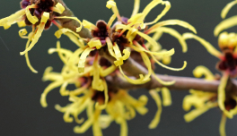 Hamamelis Virginiana (Witch Hazel) Extract