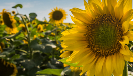 Helianthus Annuus (Sunflower) Seed Oil