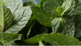 Mentha Viridis (Spearmint) Leaf Oil