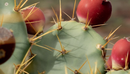 Opuntia Tuna (Prickly Pear) Extract