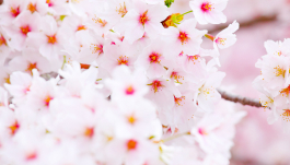 Prunes Lannesiana Flower Extract