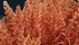 Red Algae