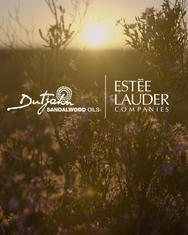 Sandalwood Trees and Sunset