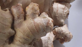 Zingiber Officinale (Ginger) Root Oil